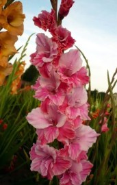 Gladiol Rosey Pippin